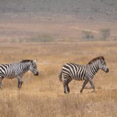  Ngorongoro Crater, TZ